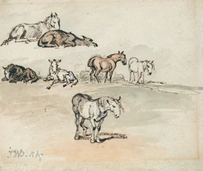 Studien von Pferden